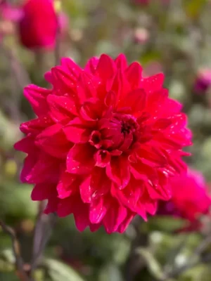 Dalia Engelhardts Matador rosa