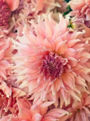 Dalia Fairway Spur rosa e arancione