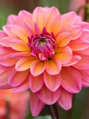 Dalia Great Silence rosa e arancione