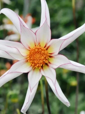 Dalia Honka Fragile bianca gialla rosa