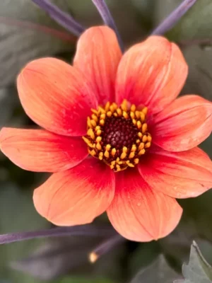 Dalia Hs Date arancione rossa