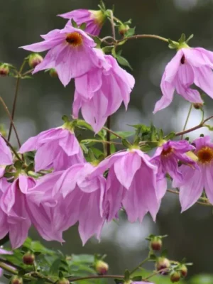 Dalia Imperalis viola