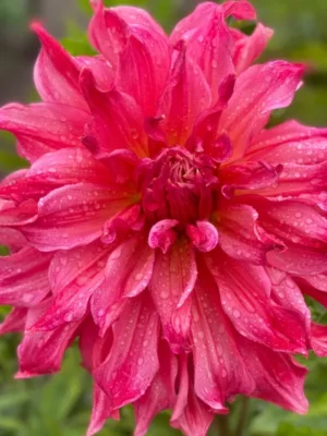 Dalia Islander rosa