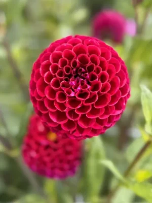 Dalia Ivanetti color porpora