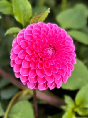 Dalia Jowey Frambo rosa Il Giardino di Famiglia