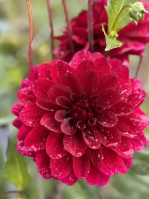 Dalia Karma Naomi rossa Il Giardino di Famiglia