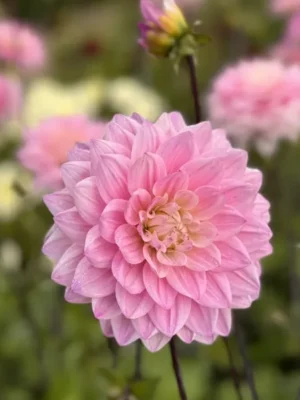 Dalia Karma Prospero rosa e bianca
