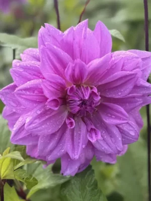 Dalia Lilac Time viola