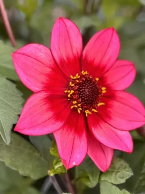 Dalia Lou Farman-rosa-rossa-Il-Giardino-di-Famiglia