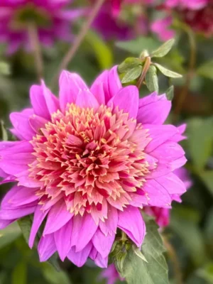 Dalia Mambo viola e gialla
