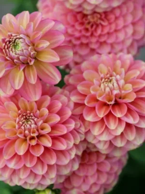 Dalia Milena Fleur rosa e gialla