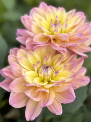 Dalia Mondriaan viola gialla