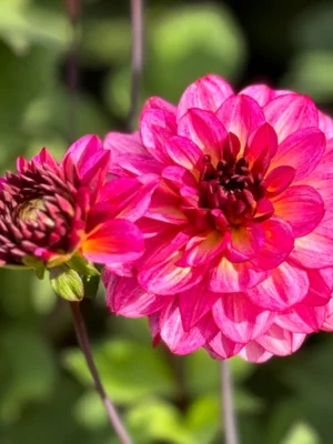 Dalia Muchacha bianca gialla viola