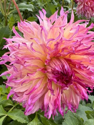 Dalia Myrtles Folly bianca viola Il Giardino di Famiglia