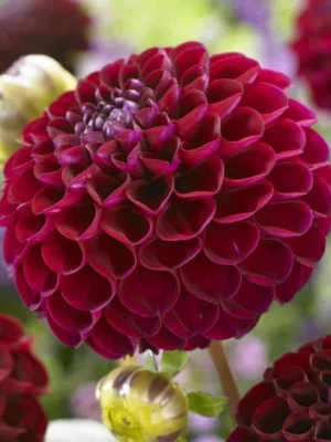 Dalia Natal rossa Il Giardino di Famiglia