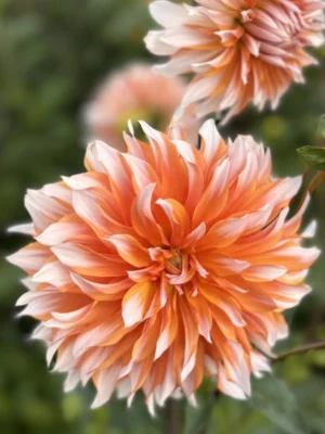 Dalia-Orange-e-Snow