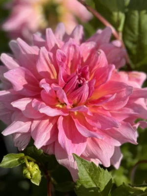 Dalia Ottos Thrill con petali rosa