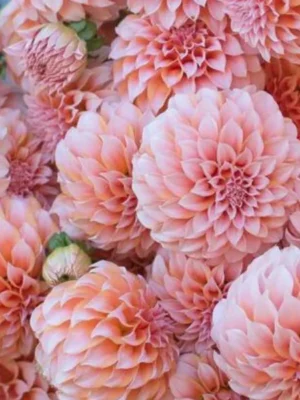 Dalia Peaches and Cream bianca arancione e rosa