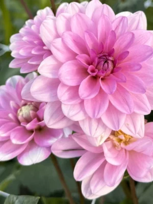 Dahlia "Pink Perception"