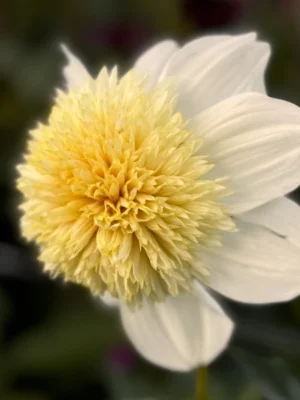 Dalia Platinum Blonde color crema e bianca