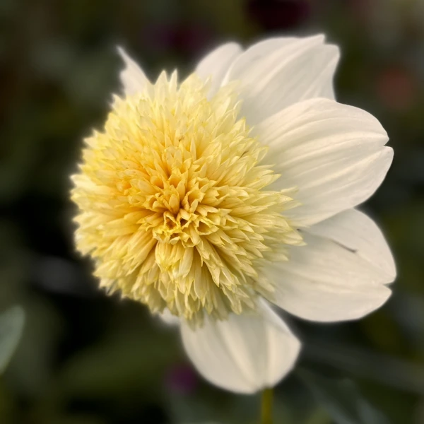 Buono Regalo Dalie • Il Giardino di Famiglia