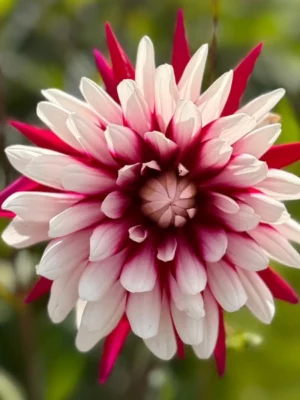 Dahlia Rebeccas World bianca e rossa
