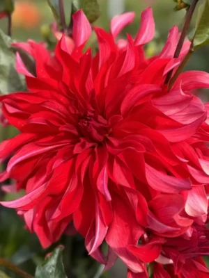 Dalia Red Labyrinth rossa 
