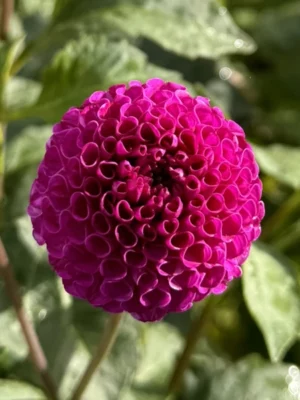 Dalia Rocco viola