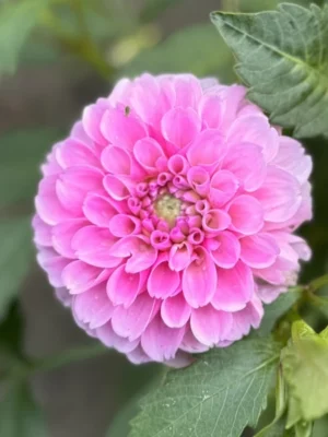 Dalia Stolze Von Berlin rosa