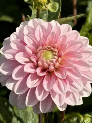 Dalia Strawberry Cream bianca e rosa
