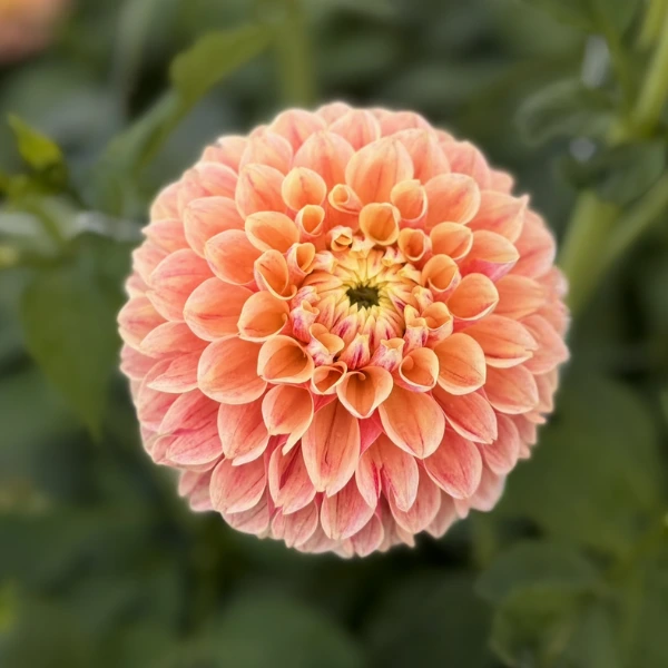 Dahlia "Sweet Suzanne" • Il Giardino di Famiglia