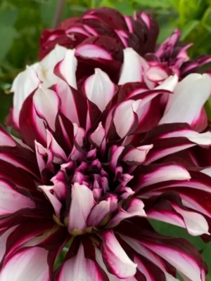 Dalia Tartan bianca e viola 