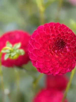 Dalia Vino rossa