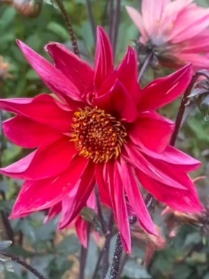 Dalia Waltzing Mathilda rossa