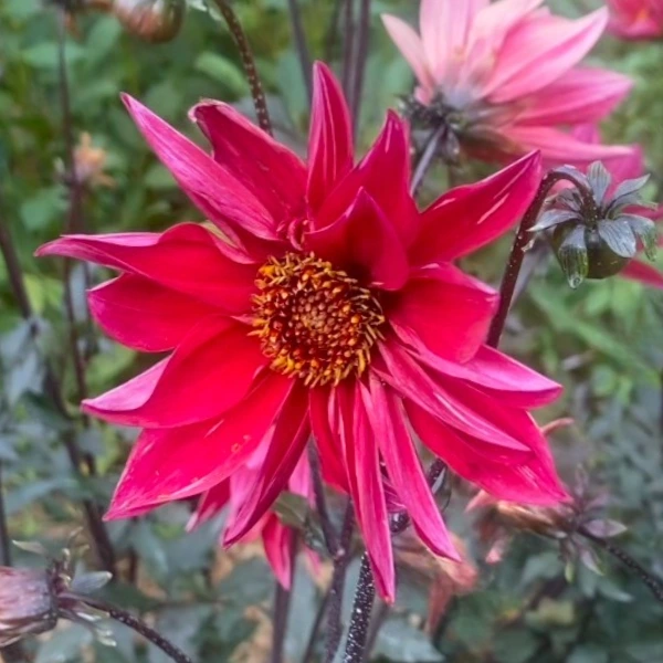 Dalia Waltzing Mathilda rossa