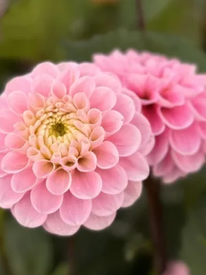 Dahlia Wizard of Oz rosa e gialla