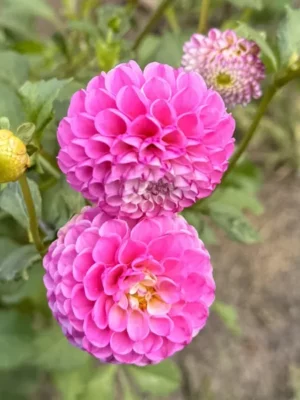 dalia pom