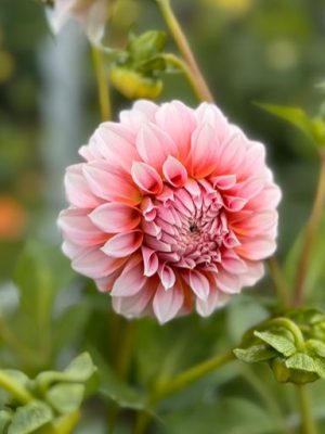 dahlia rosa pesca bianco