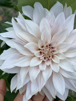 dalia cafe au lait