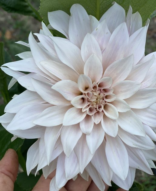 dalia cafe au lait