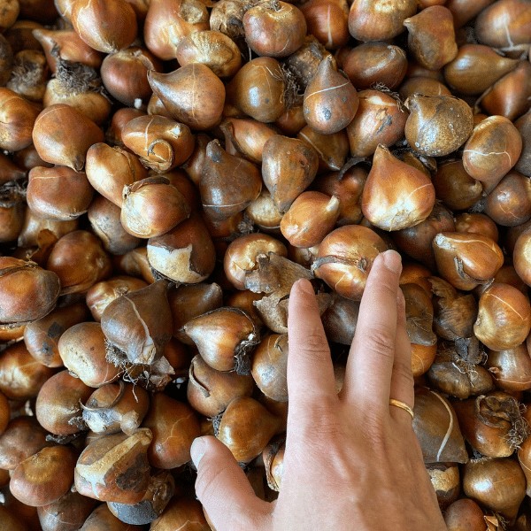 mano con bulbi di tulipani