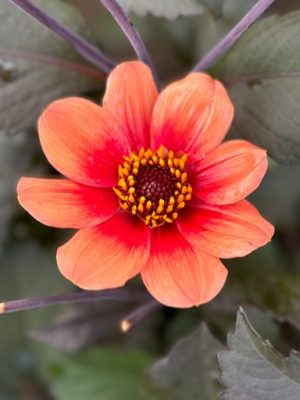 dalia arancione