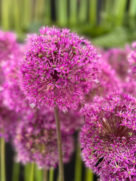 fiori tondi allium viola