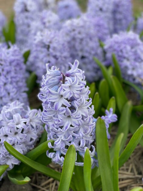 giacinti azzurri Il Giardino di Famiglia