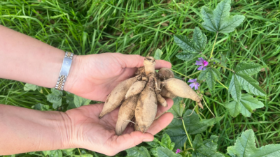 Due mani che presentano un tubero di dalia sullo sfondo di un prato di erbe selvatiche