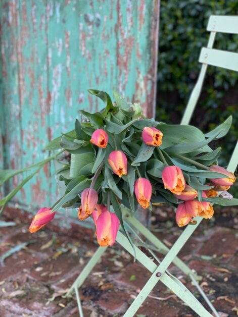 tulipani su sedia rossi e gialli
