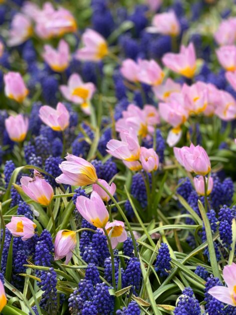fiori blu a grappolo e fiori rosa e gialli