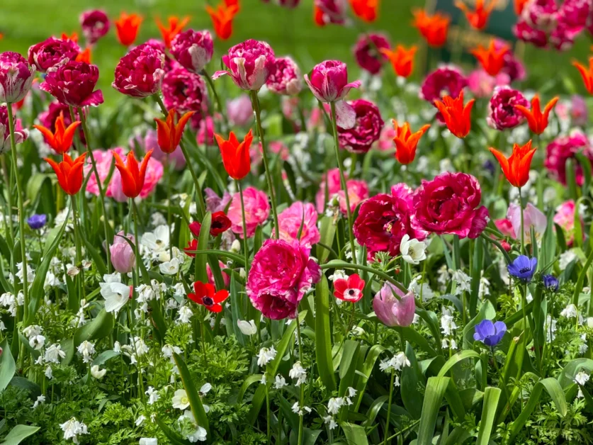 campo di tulipani rosa e rossi