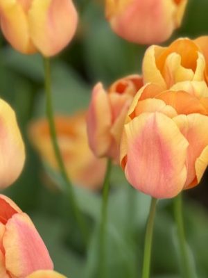 Tulipano Apricot foxt
