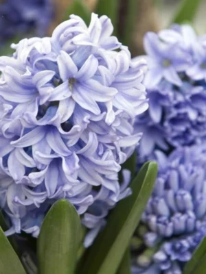 bulbo giacinti delft blue orientalis blu shop
